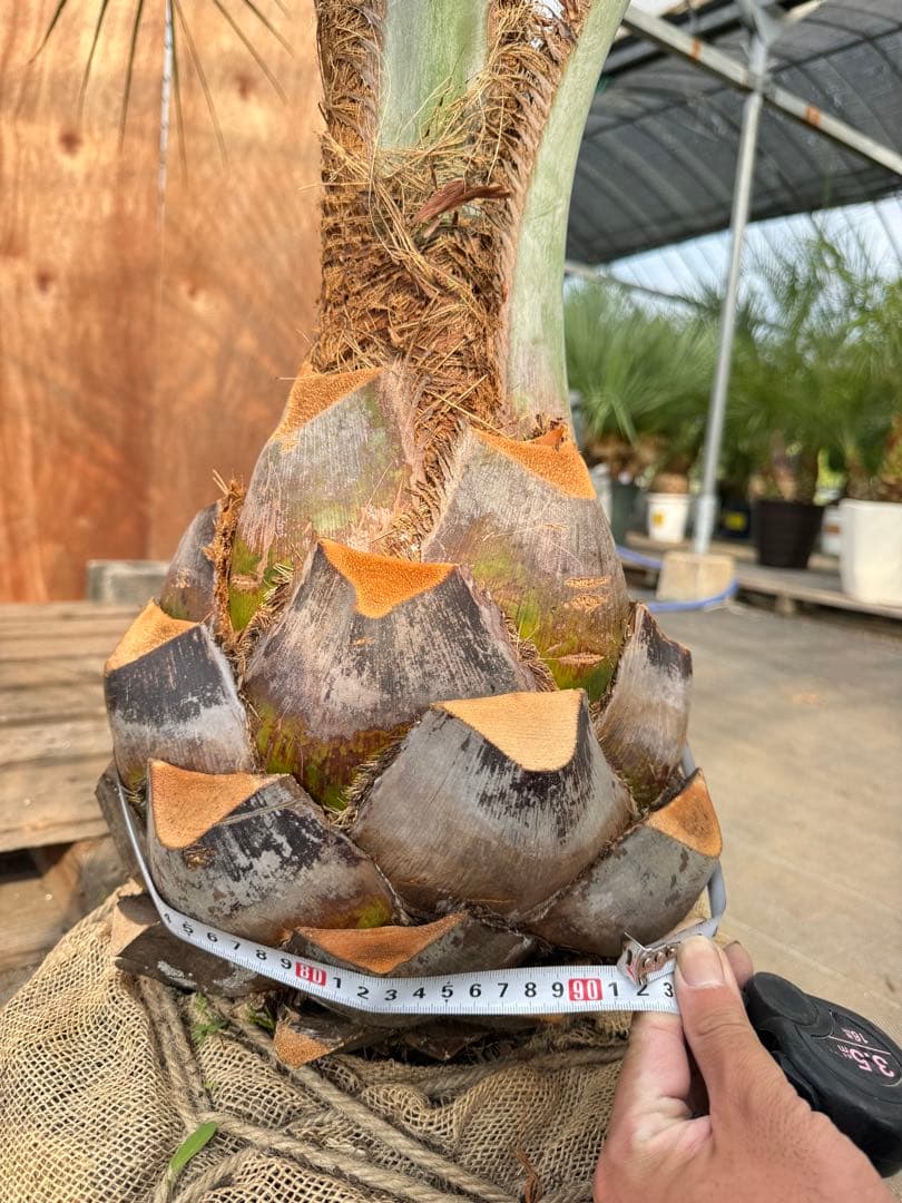 ココスヤシ【超シルバーリーフ】葉先200cm幹回り90cm 幹高30cm