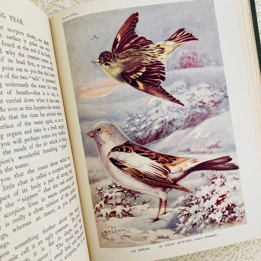 希少　イギリスのアンティーク動植物図鑑　鮮やかで美しいイラスト♡　洋書・古書