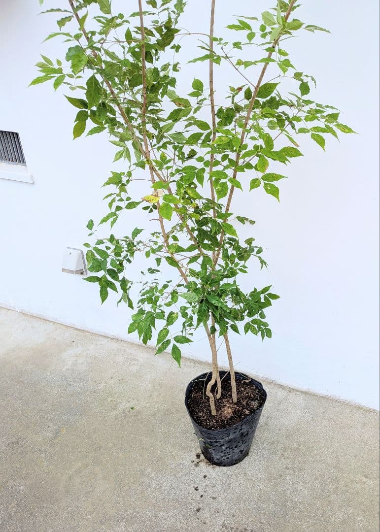 バツグン。アオダモ鉢植え。