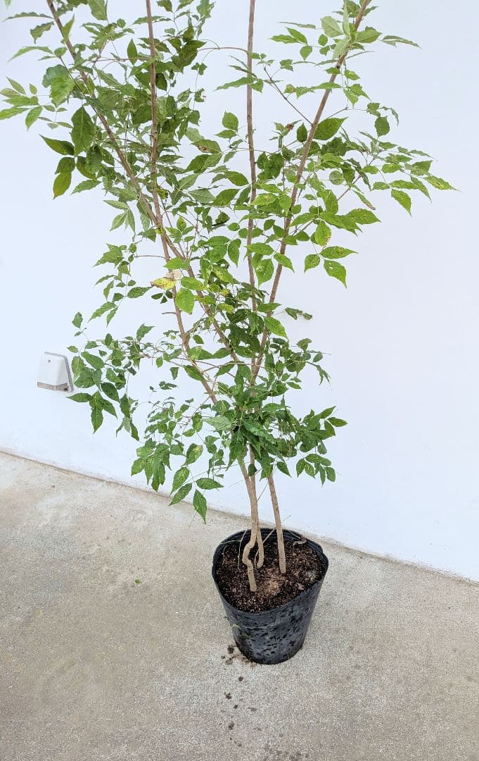 バツグン。アオダモ鉢植え。