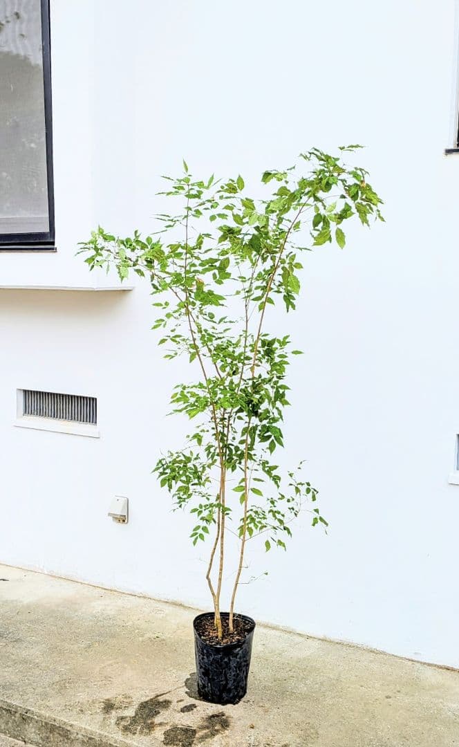 バツグン。アオダモ鉢植え。