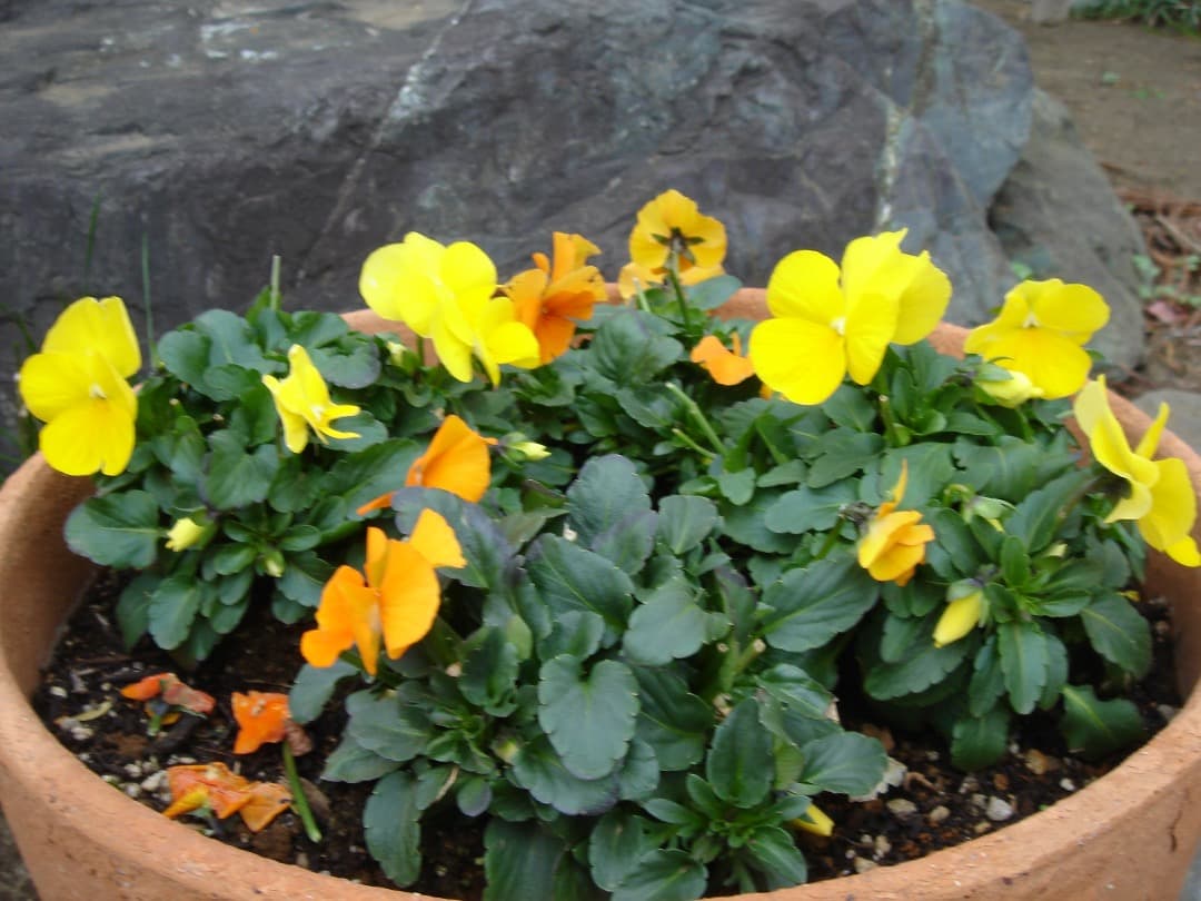 実写美⭕️【動作確認済】SONY Cyber-shot DSC-T5