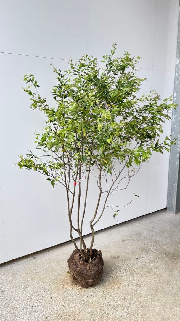 美しい樹形が魅力的 山採り ハイノキ 株立 634 樹高1.7m位 高級樹