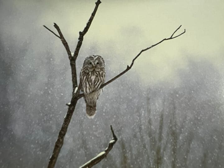 Faces in the forest 森の仲間たち : postcard b…