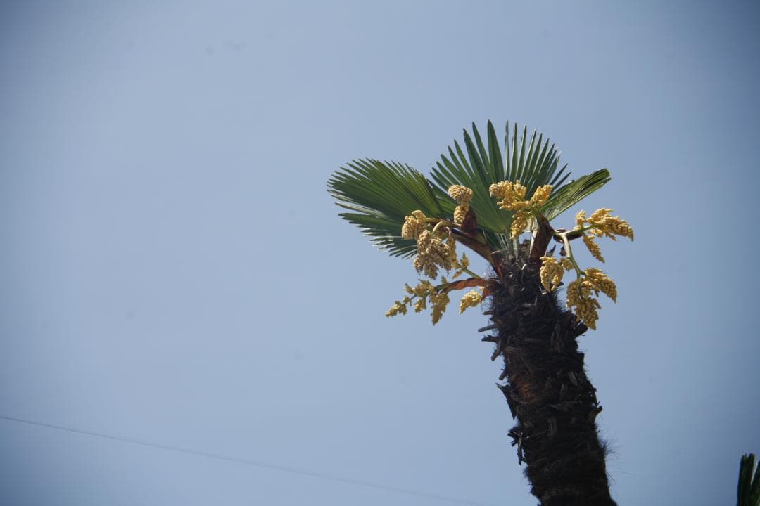 CANON 旧 FD 50mm f1.4 S.S.C.　 L93