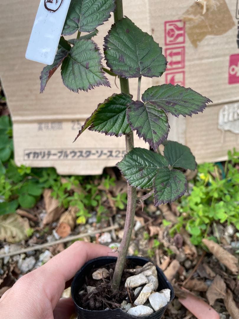 【Ryutaro】ブラックベリートリプルクラウン　取り木苗　20株