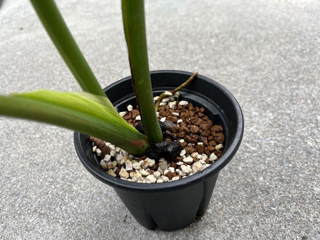 モンステラ デリシオーサ グリーンオングリーン 黄緑斑 検索 黄斑 白斑 ミント