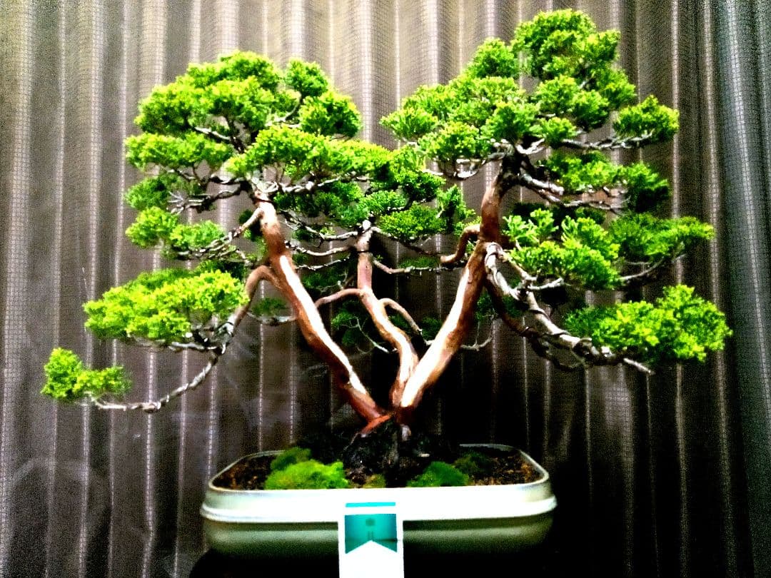 【樹齢 50年超　真柏盆栽】　　　⭕堂々たる一品です❗