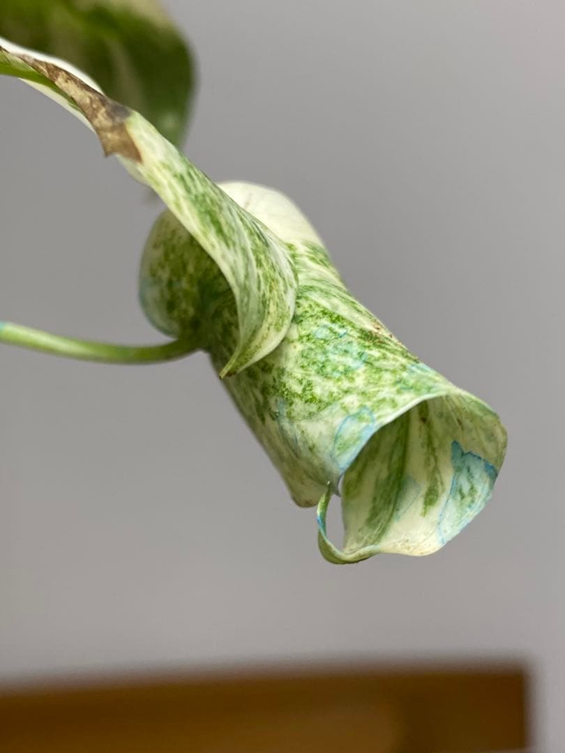 ご*ん様 【斑入り強め✨】モンステラ　デリシオーサ　レガシー　斑入り　希少　人気