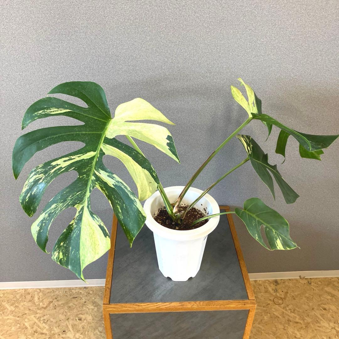 超絶希少❗️モンステラ　デリシオーサミント✨