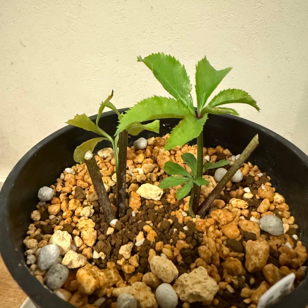 クリスマスローズ 加藤農園 グロッシーカラー☆ ディープレッドダブル 株分け