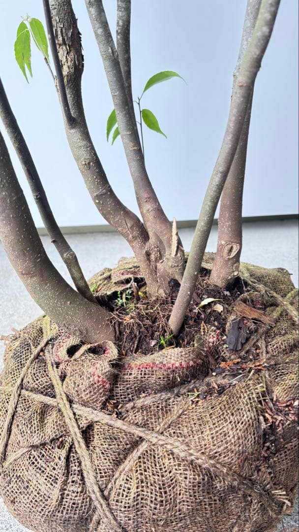 meru 特大 山採り株 ハイノキ 株立 608 樹高2.2m位 高級樹