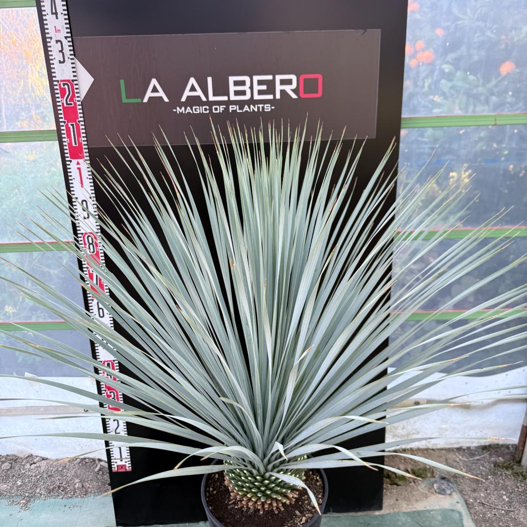 【AL1083】ユッカ　LA ALBERO　ランチョブルー　数量限定販売
