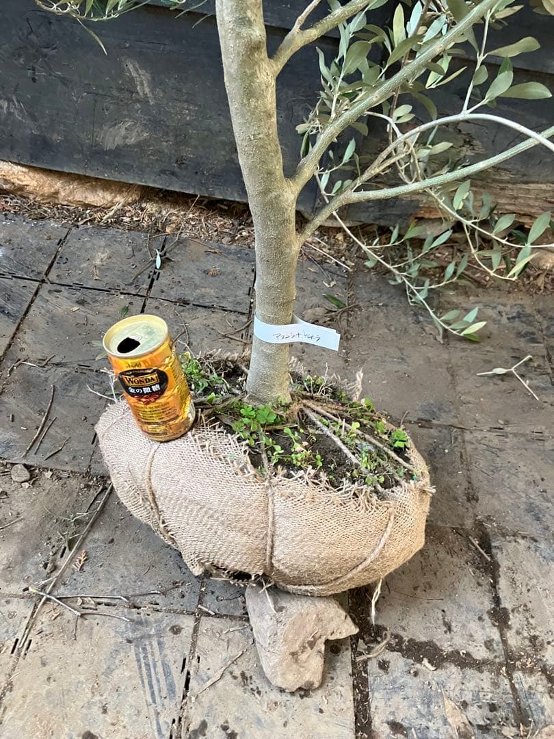 希少　オリーブの木　アスコラーナ　テネラ