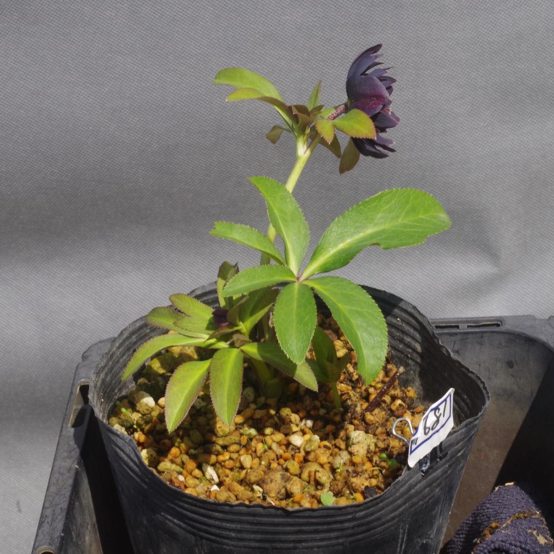 つむ　7681 認定！八咫烏　クリスマスローズ開花　加藤農園