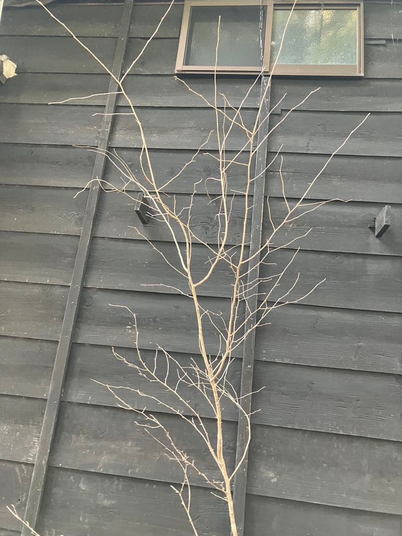 12 山採り　ヤマザクラ