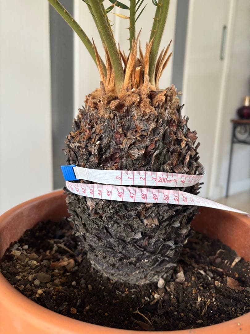 【美形】 蘇轍　ソテツ　　ドライガーデン