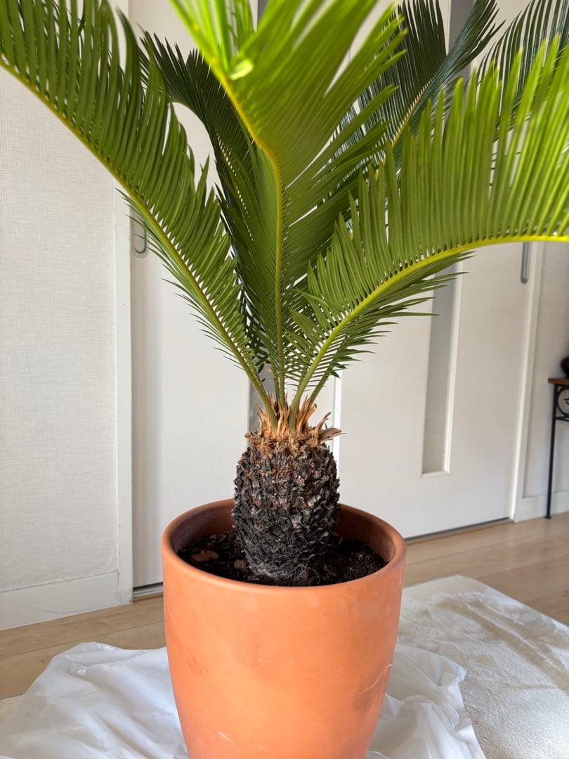 【美形】 蘇轍　ソテツ　　ドライガーデン