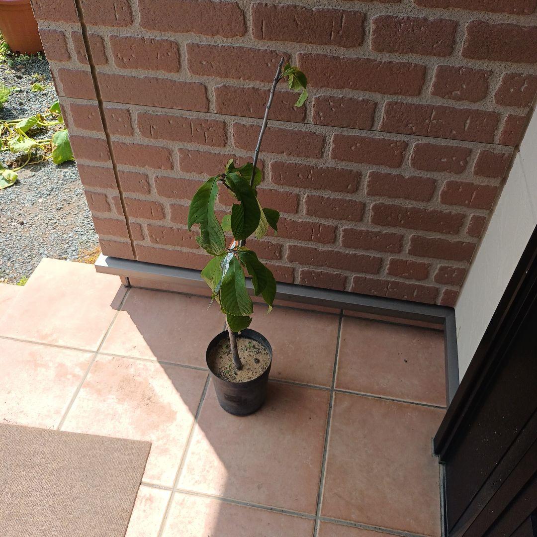 マンゴポポーMango Powpow　幻の果物　３点セット