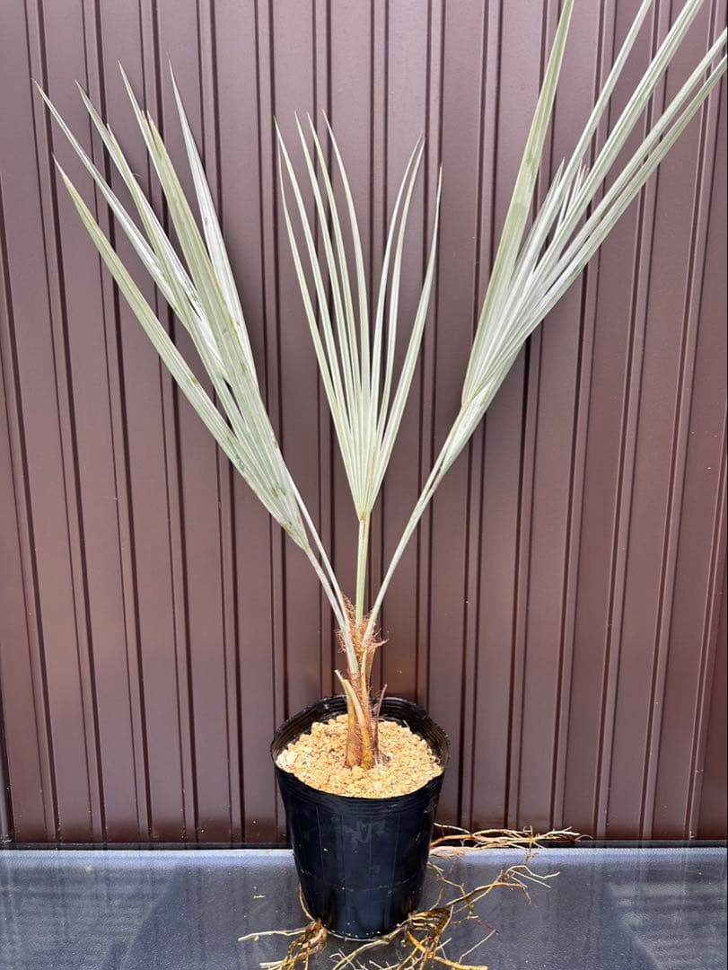 ブラヘア アルマータ C特白 地植え可能株