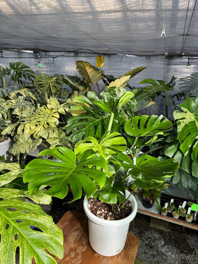 モンステラ　デリシオーサ　インテリア用実生何となく丸葉　180梱包サイズ送料無料