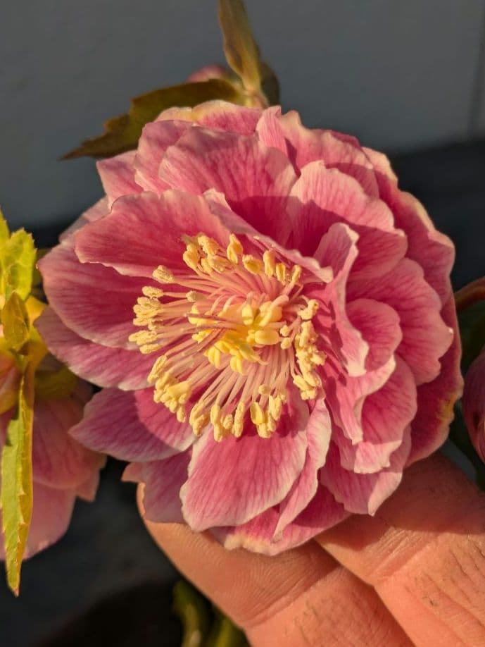 広瀬園芸 クリスマスローズ アンティークオーレアddピンクベイン 鮮やかな白覆輪