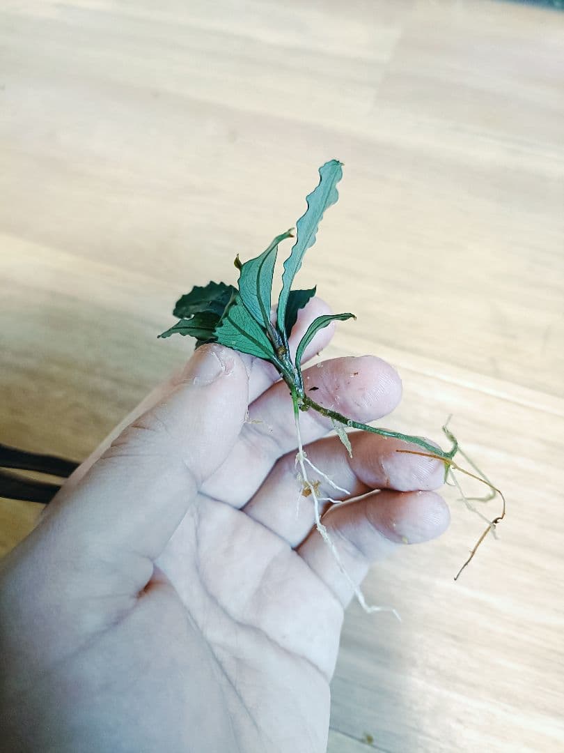 ア*イ様 Bucephalandra sp. \"Ulysses\" Kn便