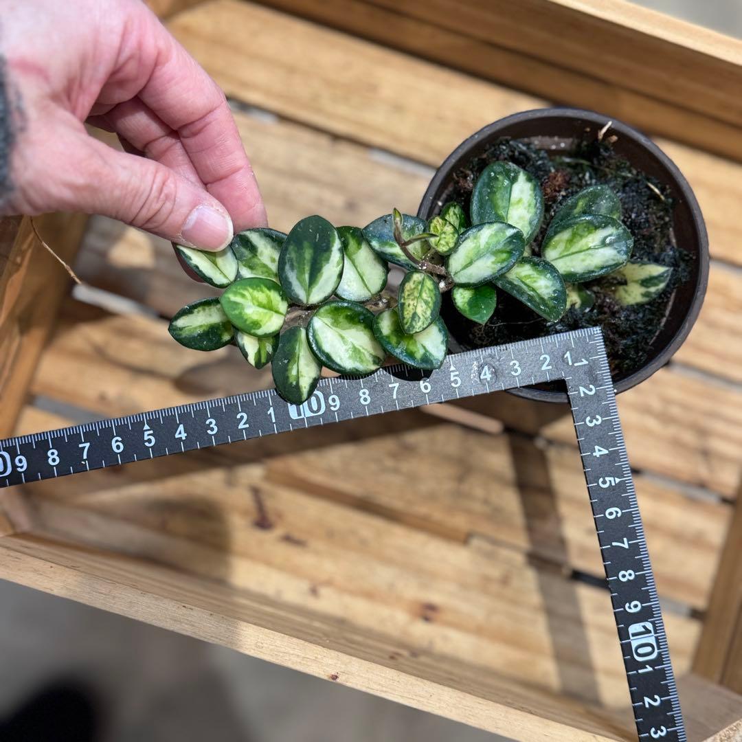 k*9様 10 ホヤ　マチルダ　内斑入り　成長点複数