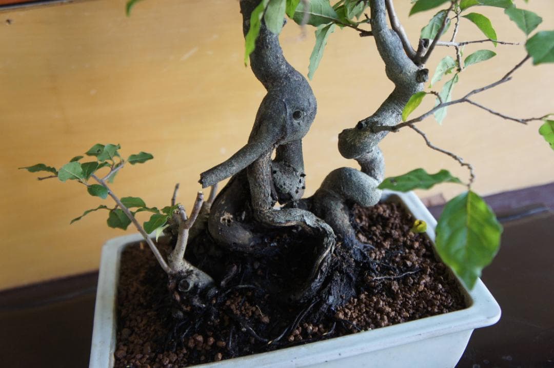 盆栽 『次郎柿』 花 インテリア 実 オブジェ 送料無料 観葉植物 174