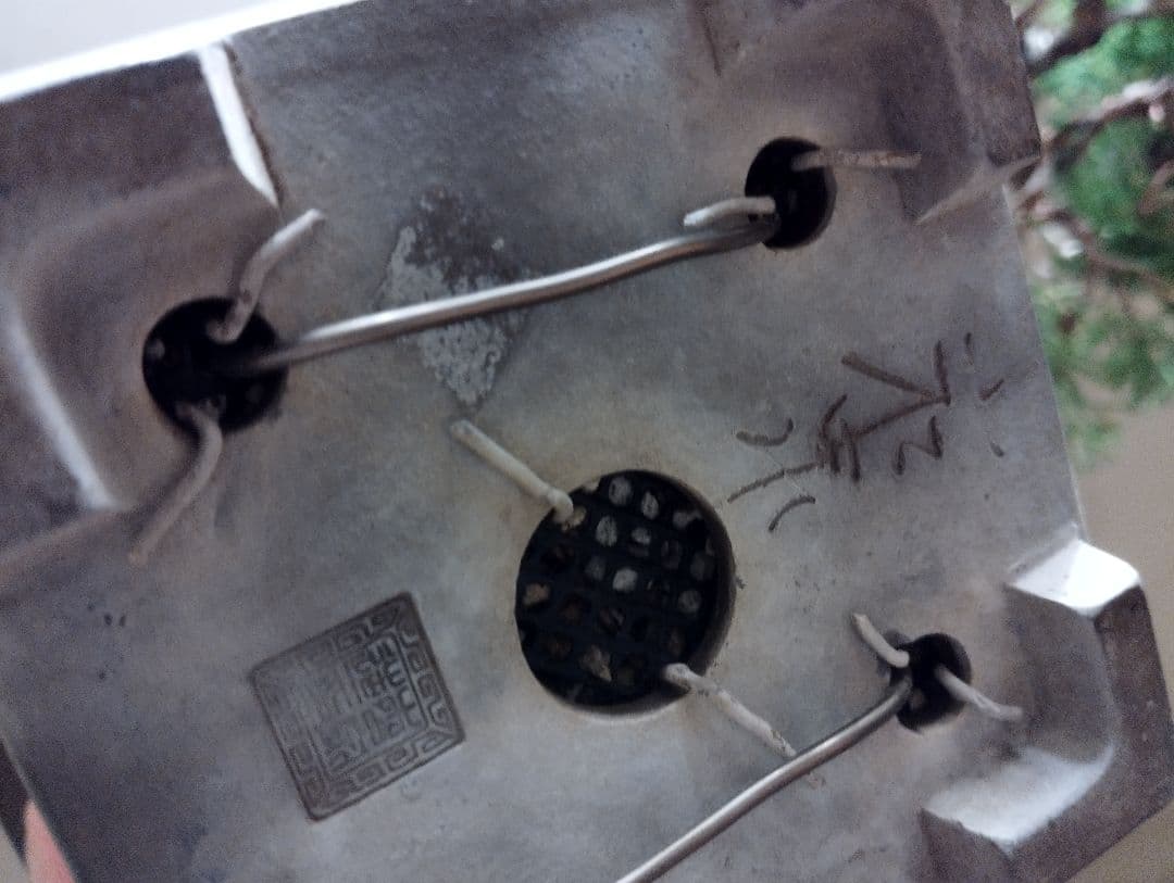 素晴らしい糸魚川真柏盆栽2個セット