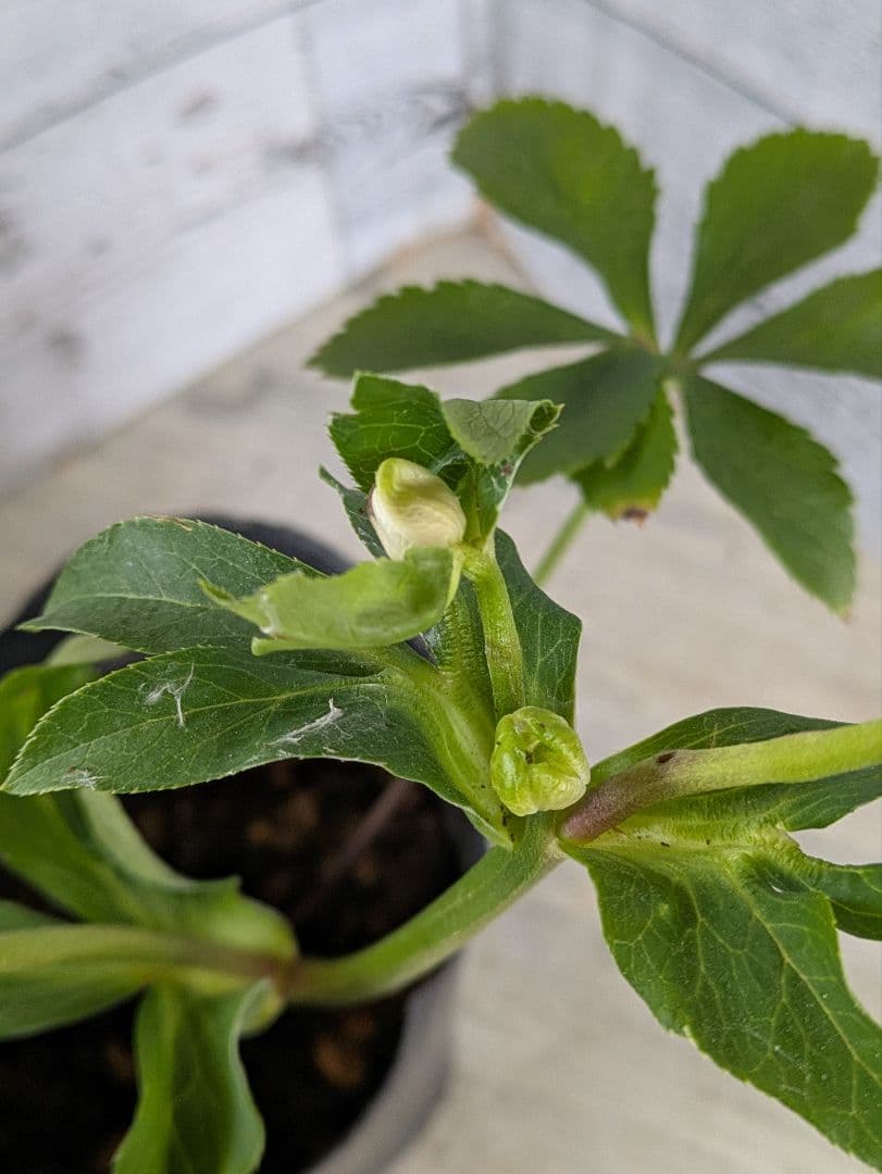 【現品・ポットまま発送】超希少　充実株花もりもり曽田園芸多弁咲きクリスマスローズ