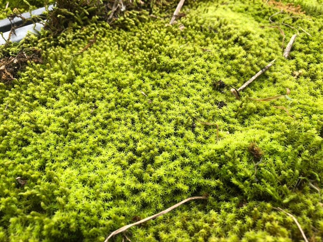 スナゴケ　砂苔　25枚 25000円　送料込み　天然 40㎝✖︎30㎝
