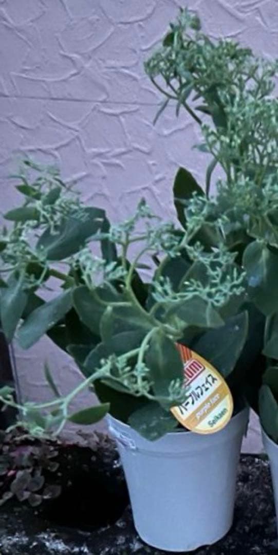 オオベンケイソウ（大弁慶草） 2鉢 もうすぐ開花 沢山の蕾付き 宅急便匿名発送