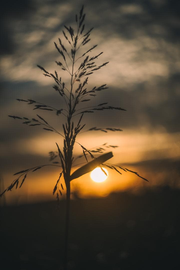 itaru kumona様ライカの癖玉！Leica Summar 50mm f2