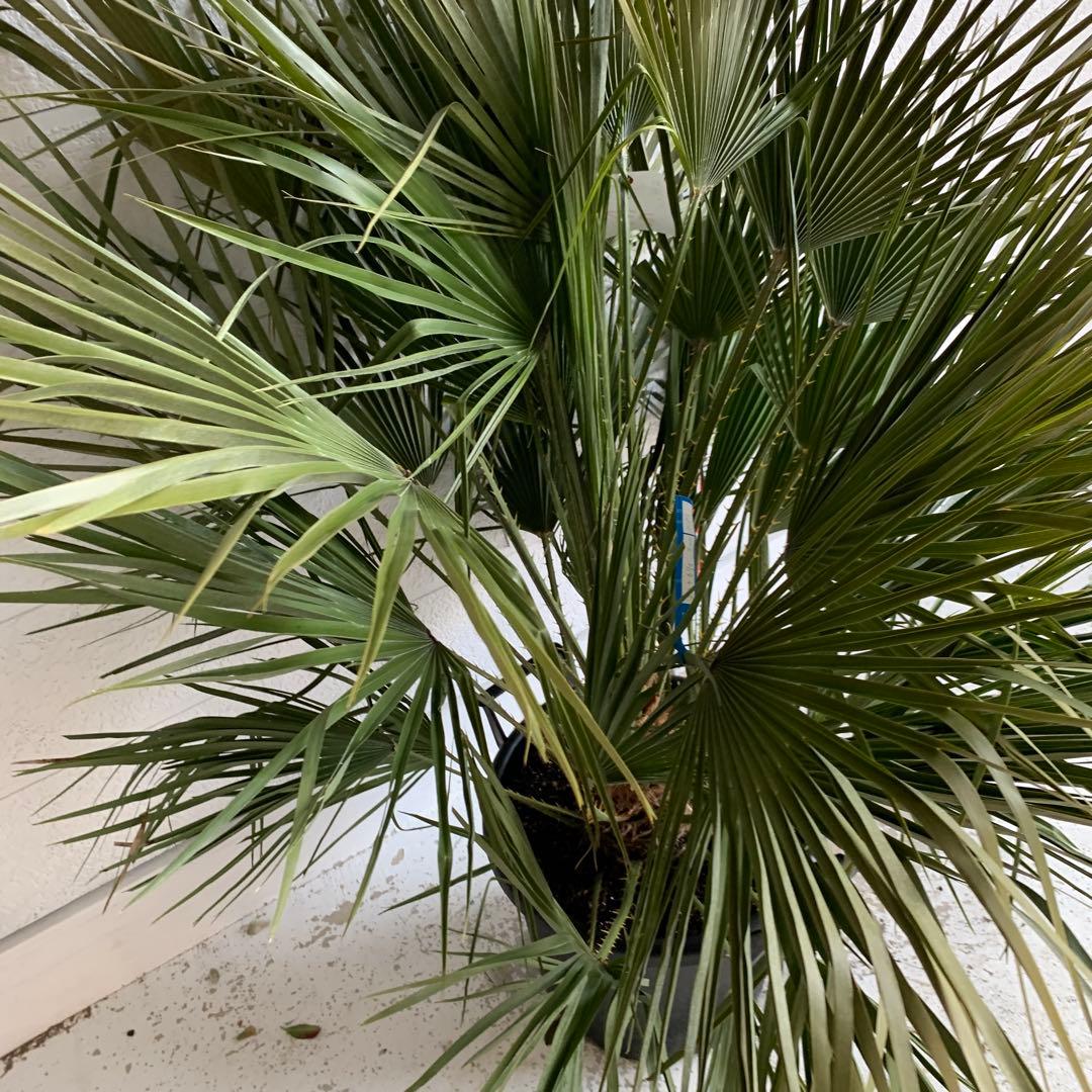 チャメロプス　大株　ドライガーデン　チャメロップス　耐寒性　アガベ 71