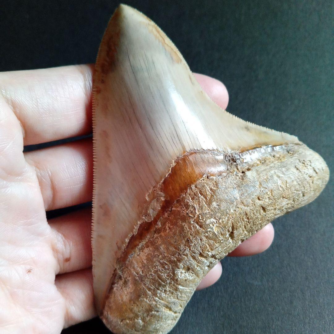 サメの歯化石　インドネシア　 メガロドン