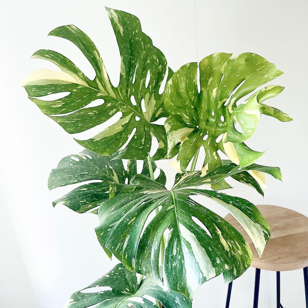 特大苗 斑入り モンステラ タイコンステレーション Lサイズ 観葉植物 calm