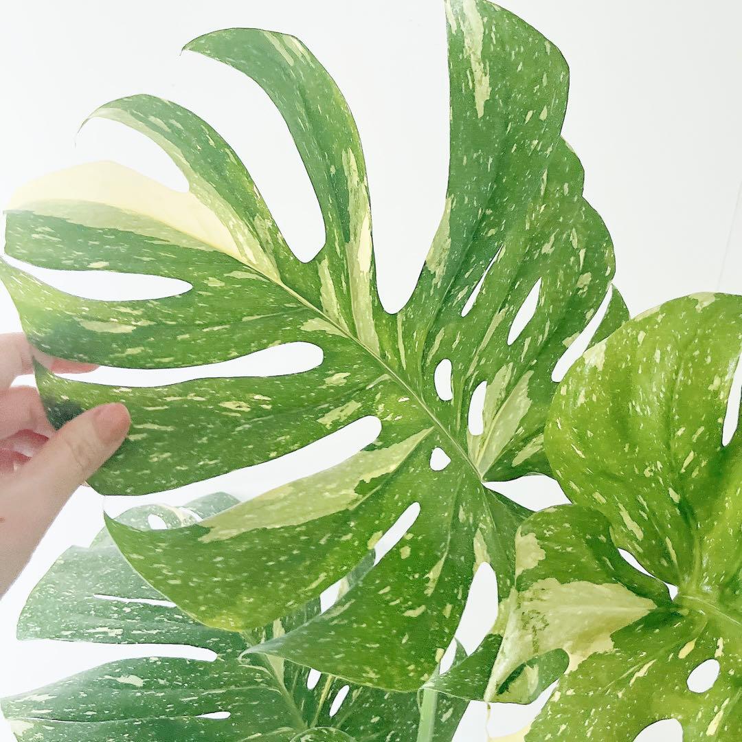 特大苗 斑入り モンステラ タイコンステレーション Lサイズ 観葉植物 calm