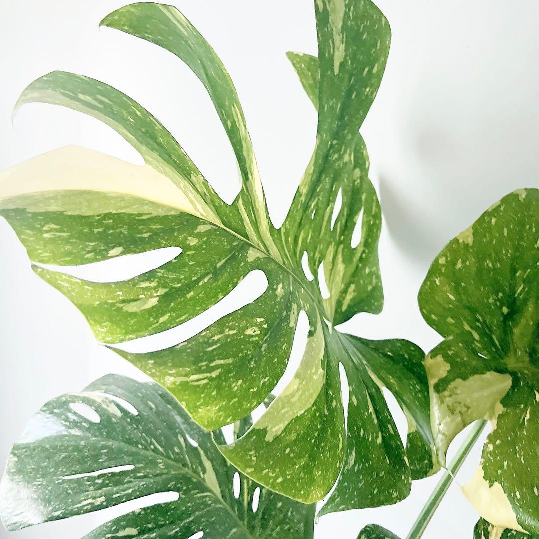 特大苗 斑入り モンステラ タイコンステレーション Lサイズ 観葉植物 calm