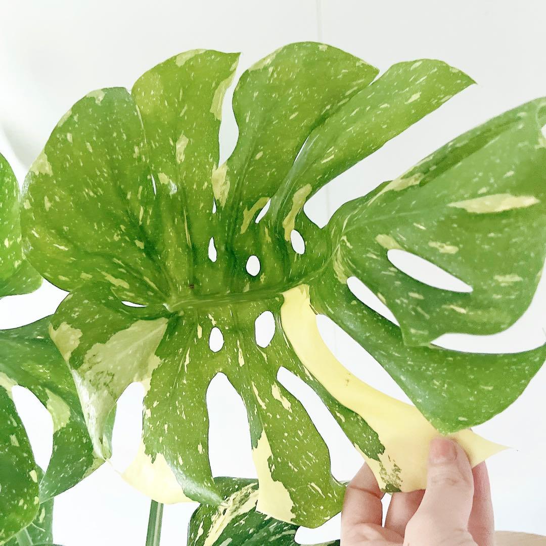 特大苗 斑入り モンステラ タイコンステレーション Lサイズ 観葉植物 calm