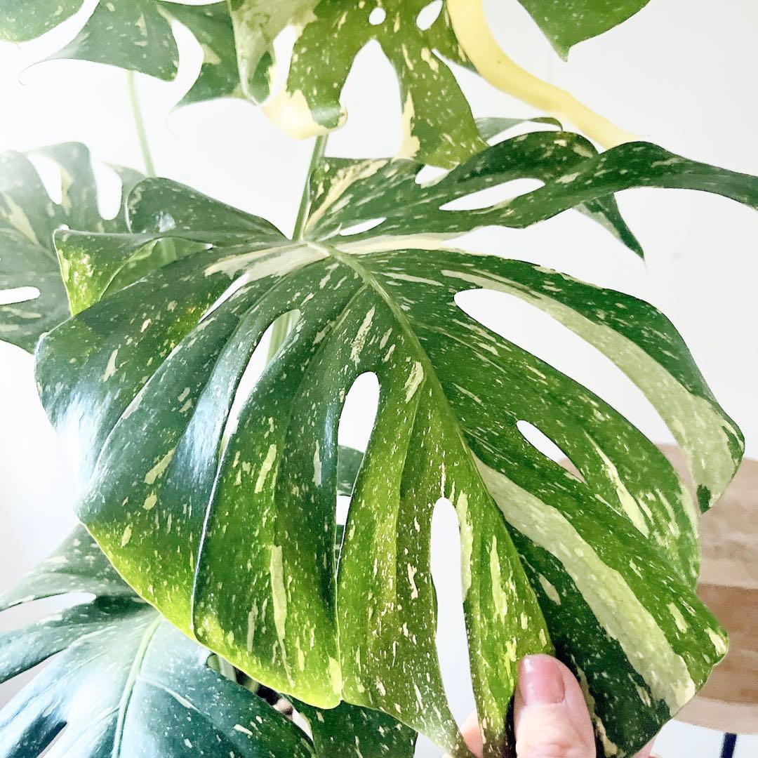 特大苗 斑入り モンステラ タイコンステレーション Lサイズ 観葉植物 calm