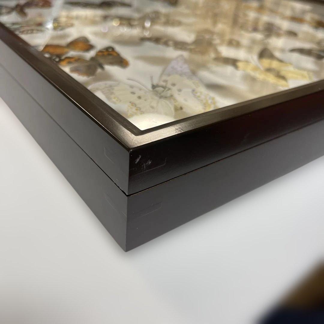 蝶標本各種　ドイツ箱入り