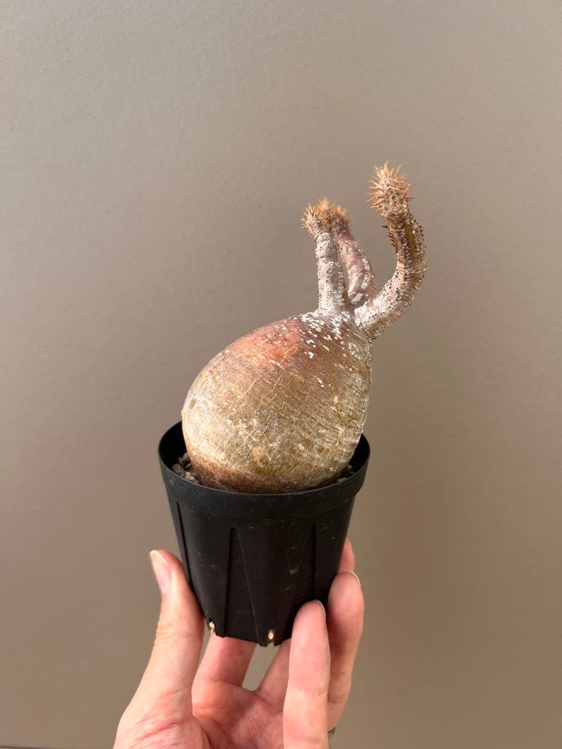 パキポディウム・グラキリス（現地球、発根済み、雫型）