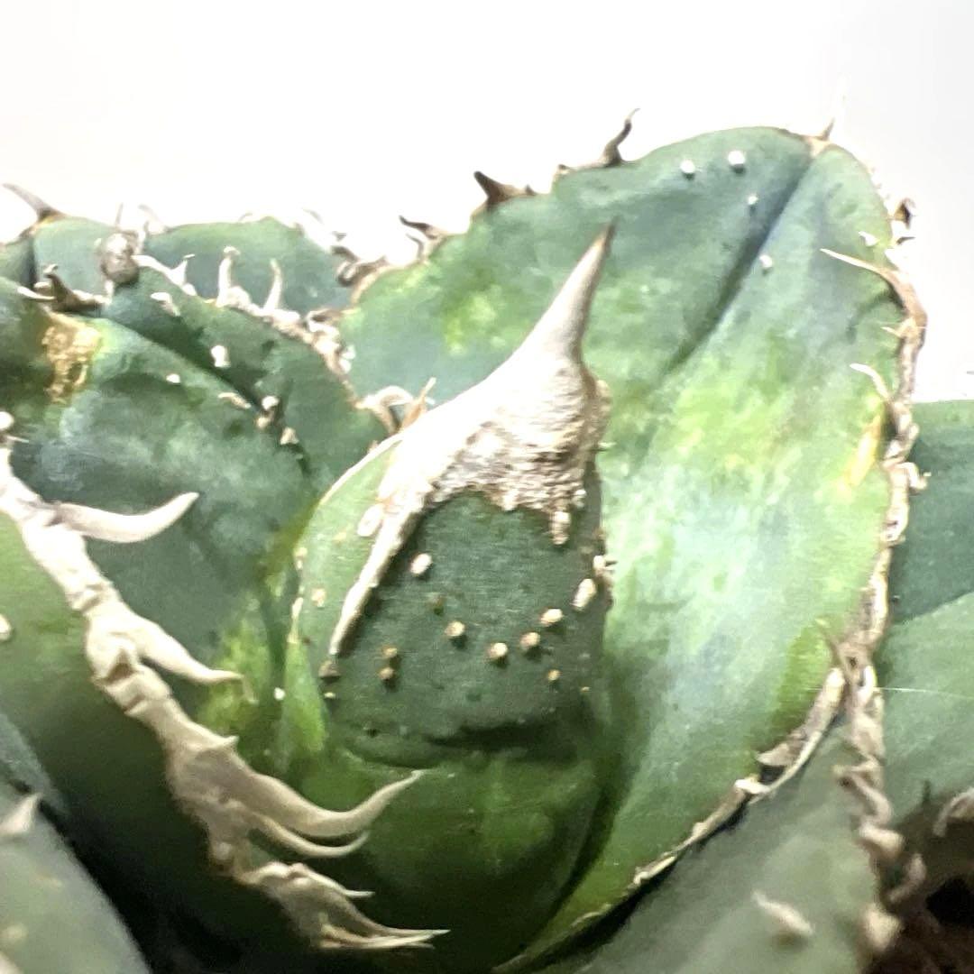 アガベ 鉢植発送 冰雹ブツブツ系 極上血統 超特選 スペシャル個体