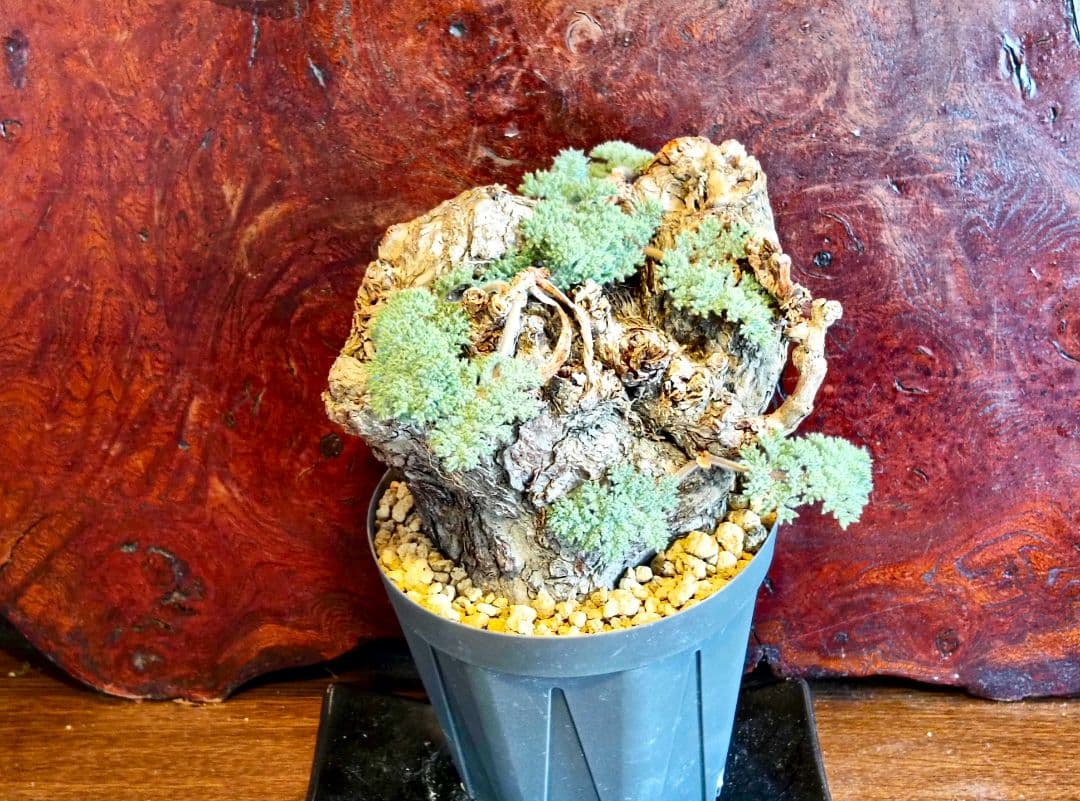 ペラルゴニウム　トリステ　発根済み