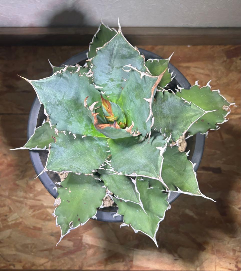 現品　特大　狂刺夕映　アガベ　チタノタ　台湾株　仔株多数　鉢のまま発送　屋外管理