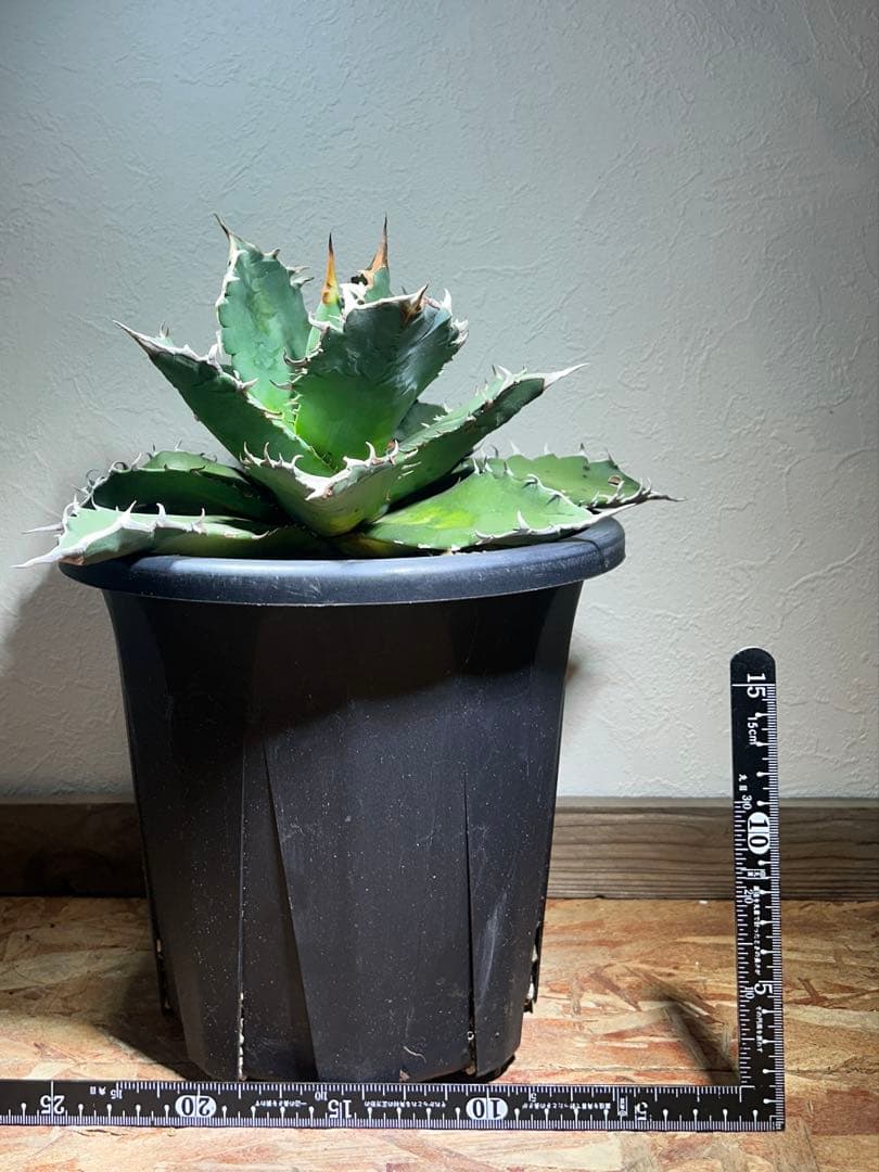 現品　特大　狂刺夕映　アガベ　チタノタ　台湾株　仔株多数　鉢のまま発送　屋外管理