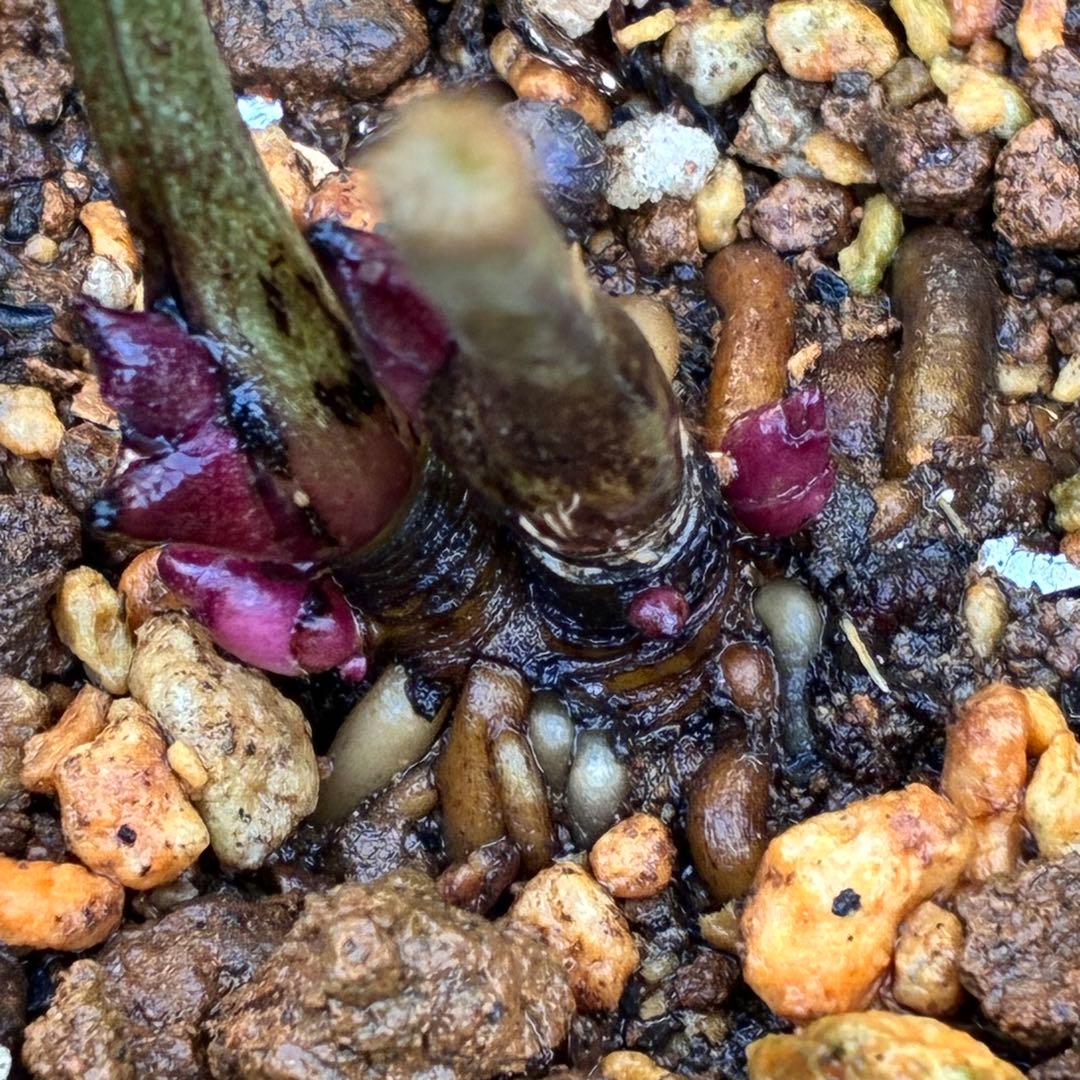 オ*ン様 ❤️根充実❤️沢山新芽❤️715❤️極上発色⭐️極上カップ⭐️【オドル