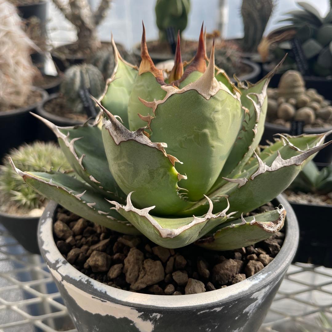 アガベ チタノタ ホワイトライノ 白犀牛 シロサイ 5号ブラックポットマーブル