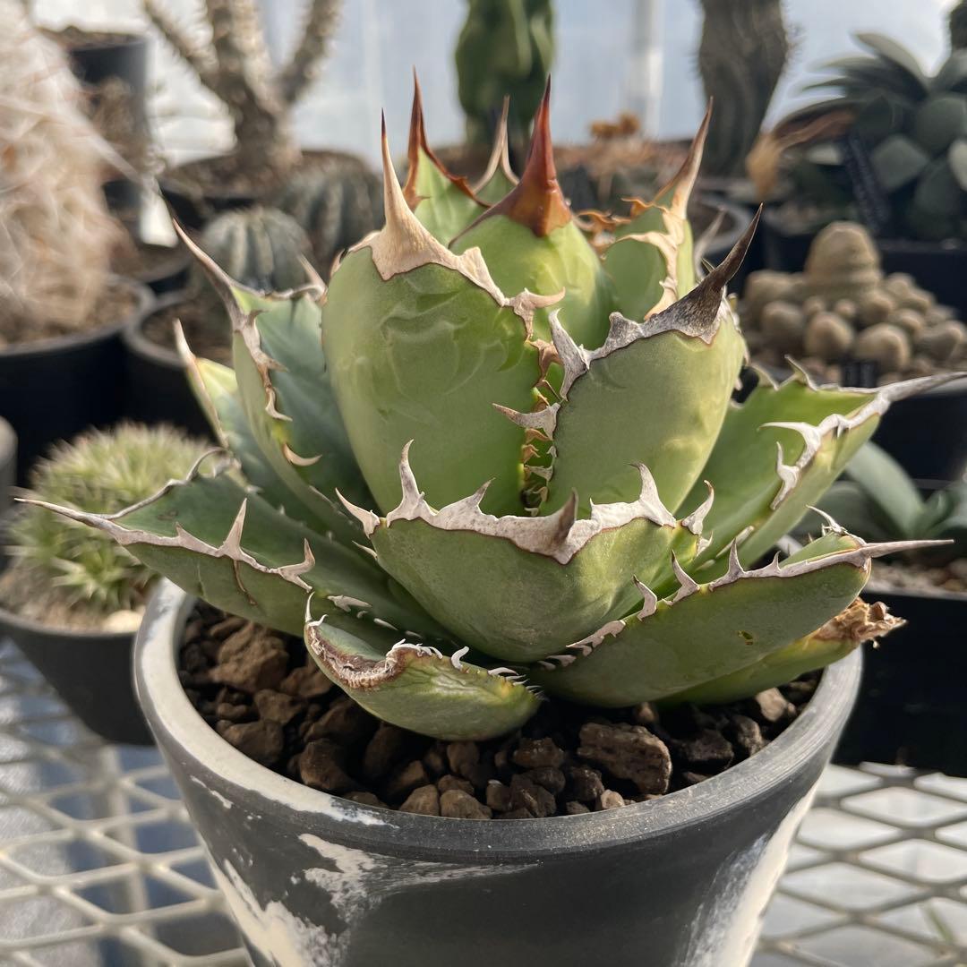 アガベ チタノタ ホワイトライノ 白犀牛 シロサイ 5号ブラックポットマーブル